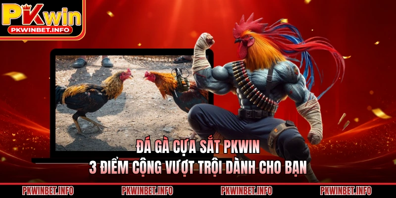 Đá Gà Cựa Sắt PKWIN – 3 Điểm Cộng Vượt Trội Dành Cho Bạn
